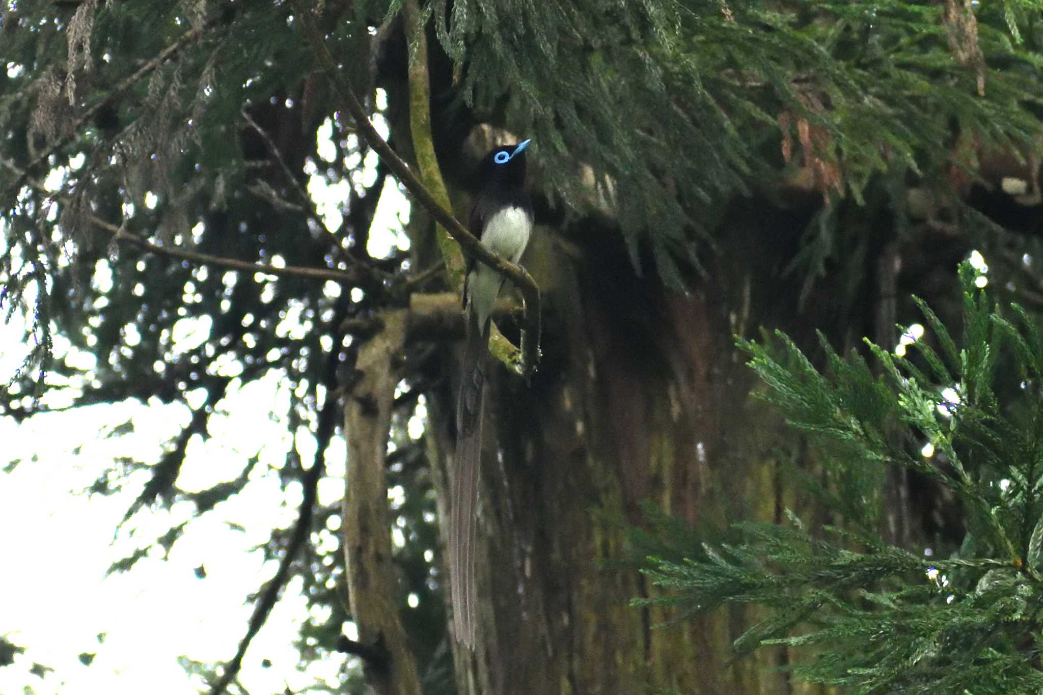 Photo of Black Paradise Flycatcher at 長良川ふれあいの森 by よつくん