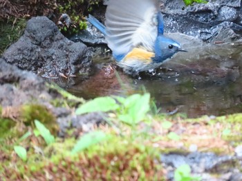 Red-flanked Bluetail Okuniwaso(Mt. Fuji) Sat, 7/10/2021