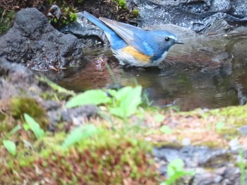 Red-flanked Bluetail Okuniwaso(Mt. Fuji) Sat, 7/10/2021