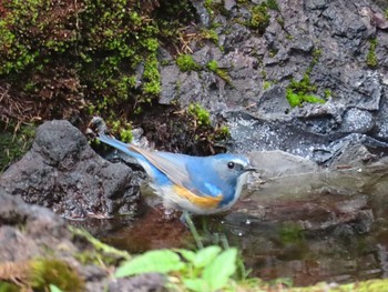 Red-flanked Bluetail Okuniwaso(Mt. Fuji) Sat, 7/10/2021