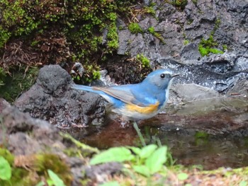 Red-flanked Bluetail Okuniwaso(Mt. Fuji) Sat, 7/10/2021