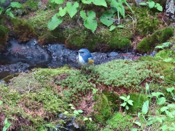 Red-flanked Bluetail Okuniwaso(Mt. Fuji) Sat, 7/10/2021