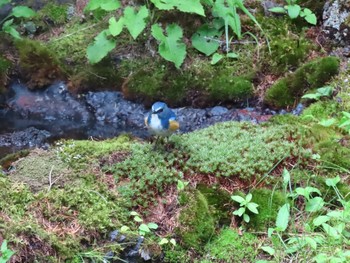 Red-flanked Bluetail Okuniwaso(Mt. Fuji) Sat, 7/10/2021