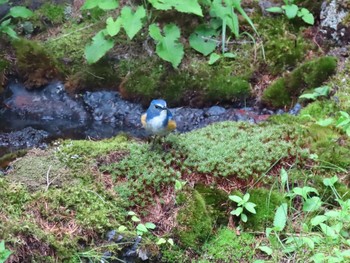 Red-flanked Bluetail Okuniwaso(Mt. Fuji) Sat, 7/10/2021