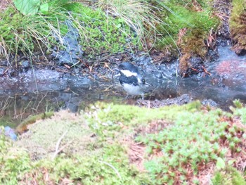 Coal Tit Okuniwaso(Mt. Fuji) Sat, 7/10/2021