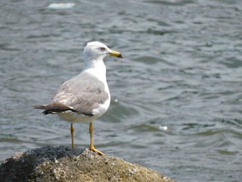 ウミネコ 東京港野鳥公園 2021年7月10日(土)