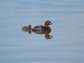 2021年7月10日(土) 埼玉の野鳥観察記録