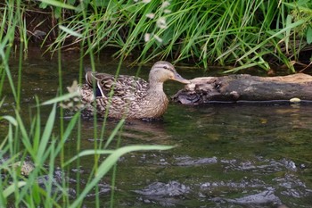 マガモ 福井緑地(札幌市西区) 2021年7月10日(土)