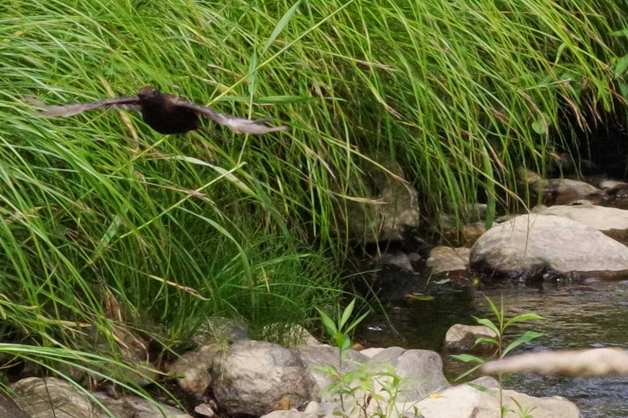 福井緑地(札幌市西区) カワガラスの写真 by 98_Ark (98ｱｰｸ)