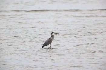 アオサギ 甲子園浜(兵庫県西宮市) 2021年7月10日(土)