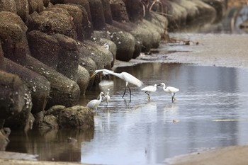 ダイサギ 甲子園浜(兵庫県西宮市) 2021年7月10日(土)