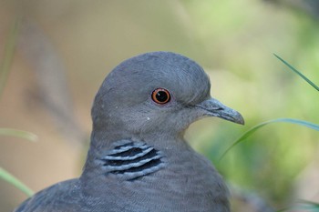 Oriental Turtle Dove 横浜自然観察の森 Tue, 3/28/2017