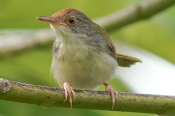 Common Tailorbird Pasir Ris Park (Singapore) Sat, 7/10/2021