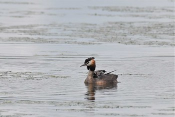 カンムリカイツブリ 瓢湖 2021年7月3日(土)