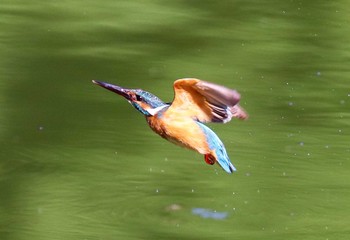 カワセミ 薬師池公園 2021年7月10日(土)