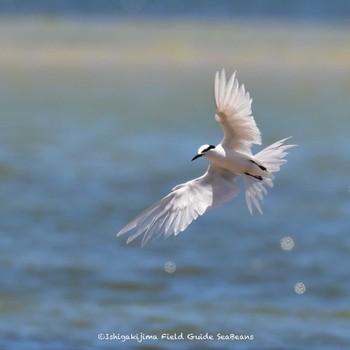 Black-naped Tern Ishigaki Island Fri, 7/9/2021