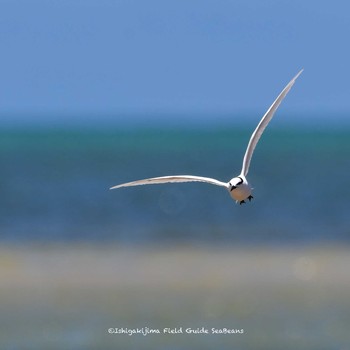 Black-naped Tern Ishigaki Island Fri, 7/9/2021