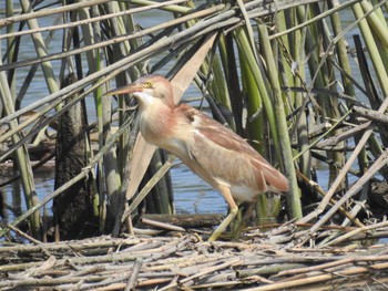 2021年7月10日(土) 六郷橋緑地の野鳥観察記録