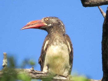 カンムリコサイチョウ ザンビア 撮影日未設定