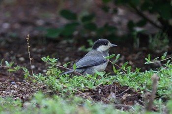 Japanese Tit 布引ハーブ園 Sun, 6/13/2021