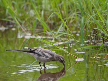 ハクセキレイ 秋ヶ瀬公園付近 2021年7月11日(日)