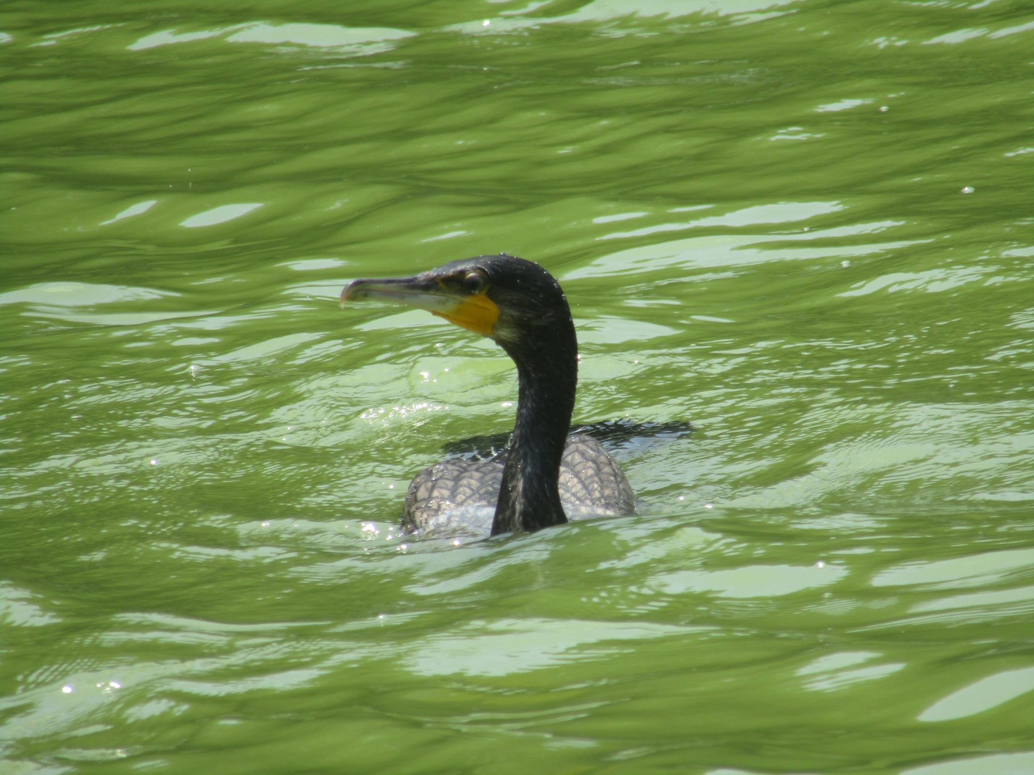 Photo of Great Cormorant at 橿原神宮 by みゆう