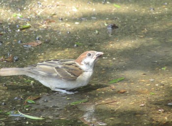 Eurasian Tree Sparrow 橿原神宮 Sun, 7/11/2021