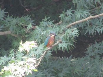 Common Kingfisher 橿原神宮 Sun, 7/11/2021