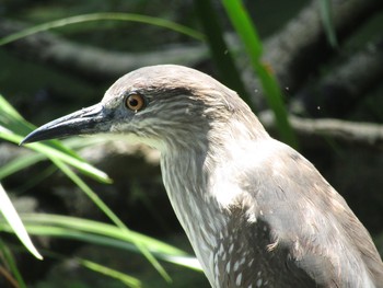 Black-crowned Night Heron 橿原神宮 Sun, 7/11/2021