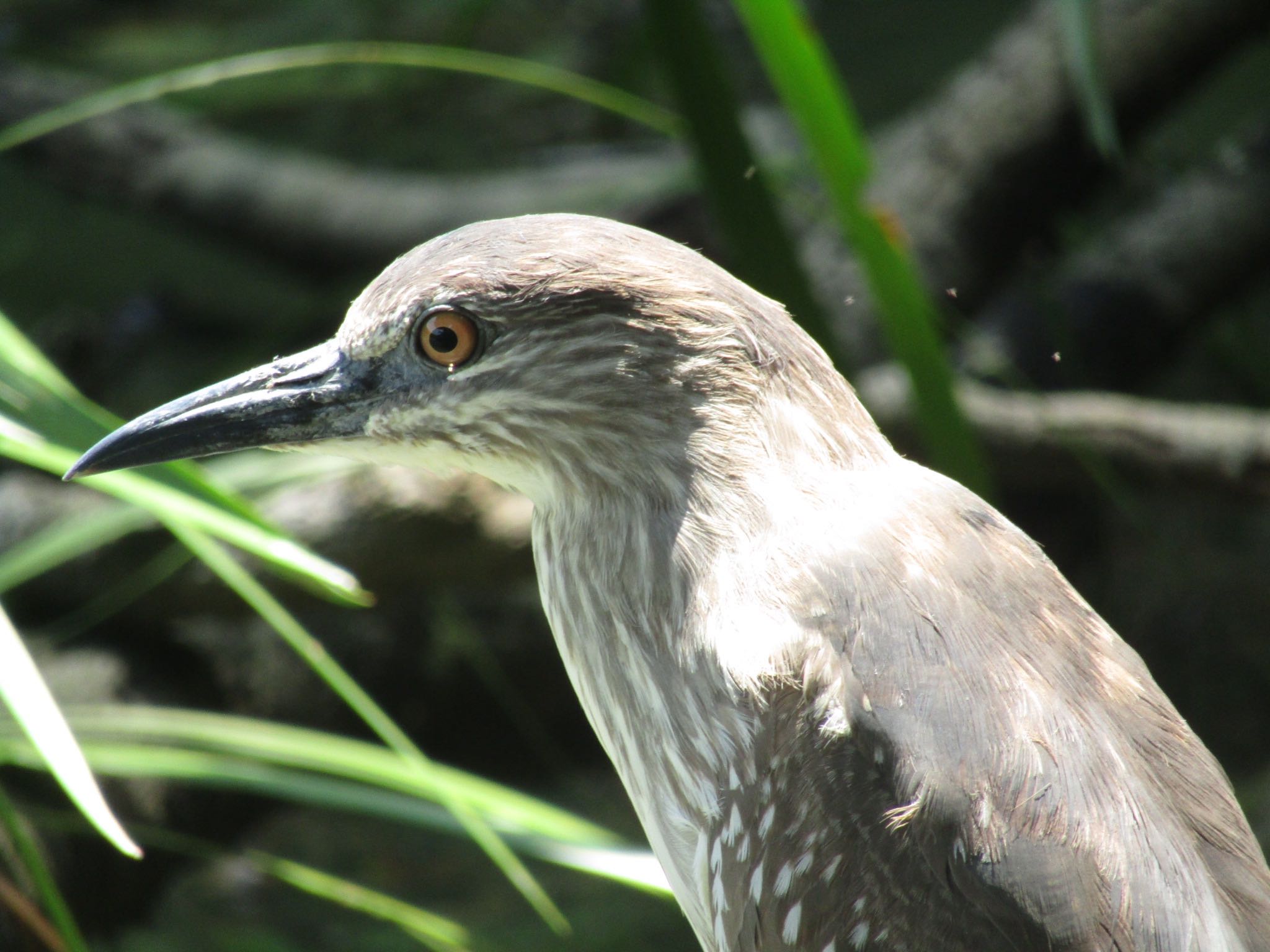 Photo of Black-crowned Night Heron at 橿原神宮 by みゆう