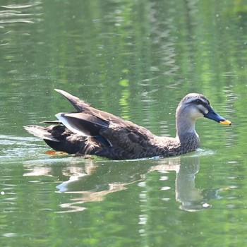 カルガモ 三ツ池公園(横浜市鶴見区) 2021年7月10日(土)