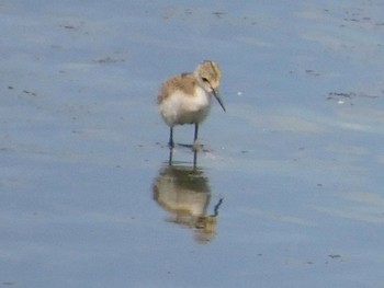 2021年7月10日(土) 東京港野鳥公園の野鳥観察記録