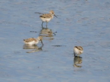 セイタカシギ 東京港野鳥公園 2021年7月10日(土)