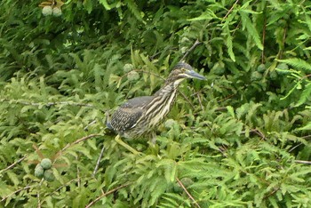 2021年7月11日(日) 都立浮間公園の野鳥観察記録