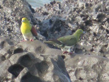 Sat, 7/10/2021 Birding report at Terugasaki Beach