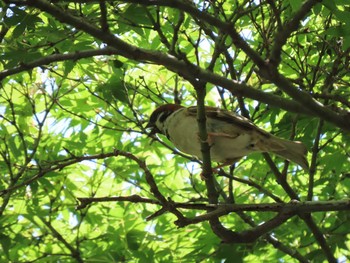 2021年7月10日(土) 神奈川県鎌倉市の野鳥観察記録