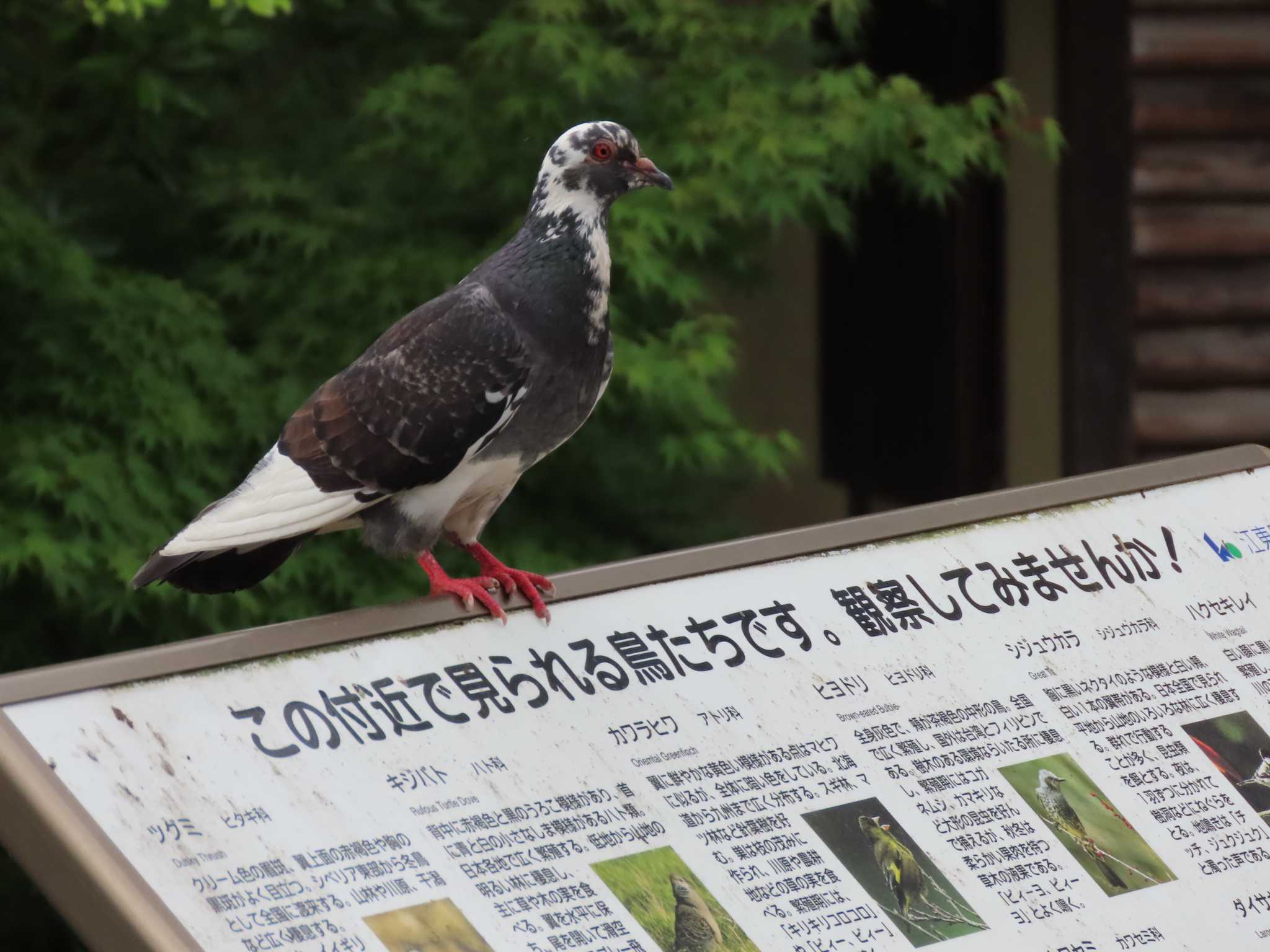 カワラバト