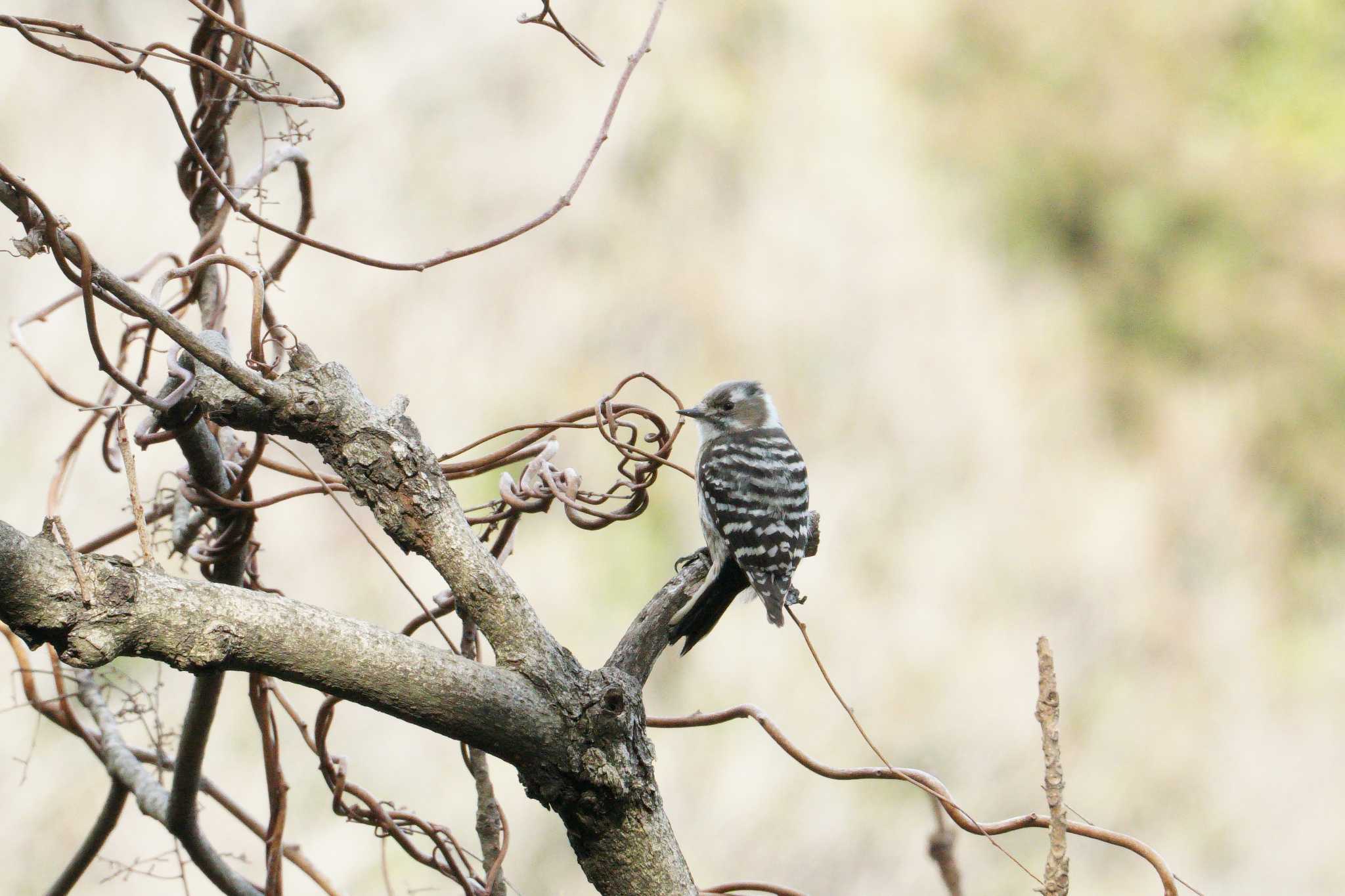 Photo of Japanese Pygmy Woodpecker at 横浜自然観察の森 by sinbesax