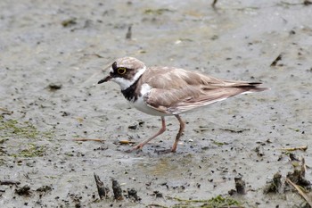 コチドリ 東京港野鳥公園 2021年7月11日(日)