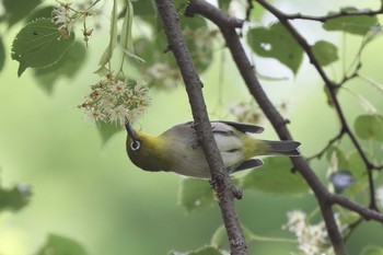 Warbling White-eye 布引ハーブ園 Sun, 6/13/2021