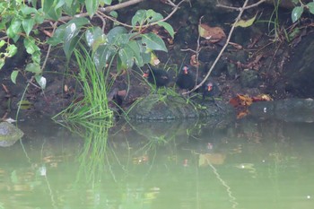 バン 都立浮間公園 2021年7月11日(日)