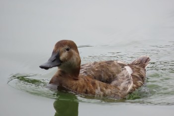 ホシハジロ 都立浮間公園 2021年7月11日(日)