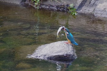 Common Kingfisher 大栗川 Sat, 7/10/2021