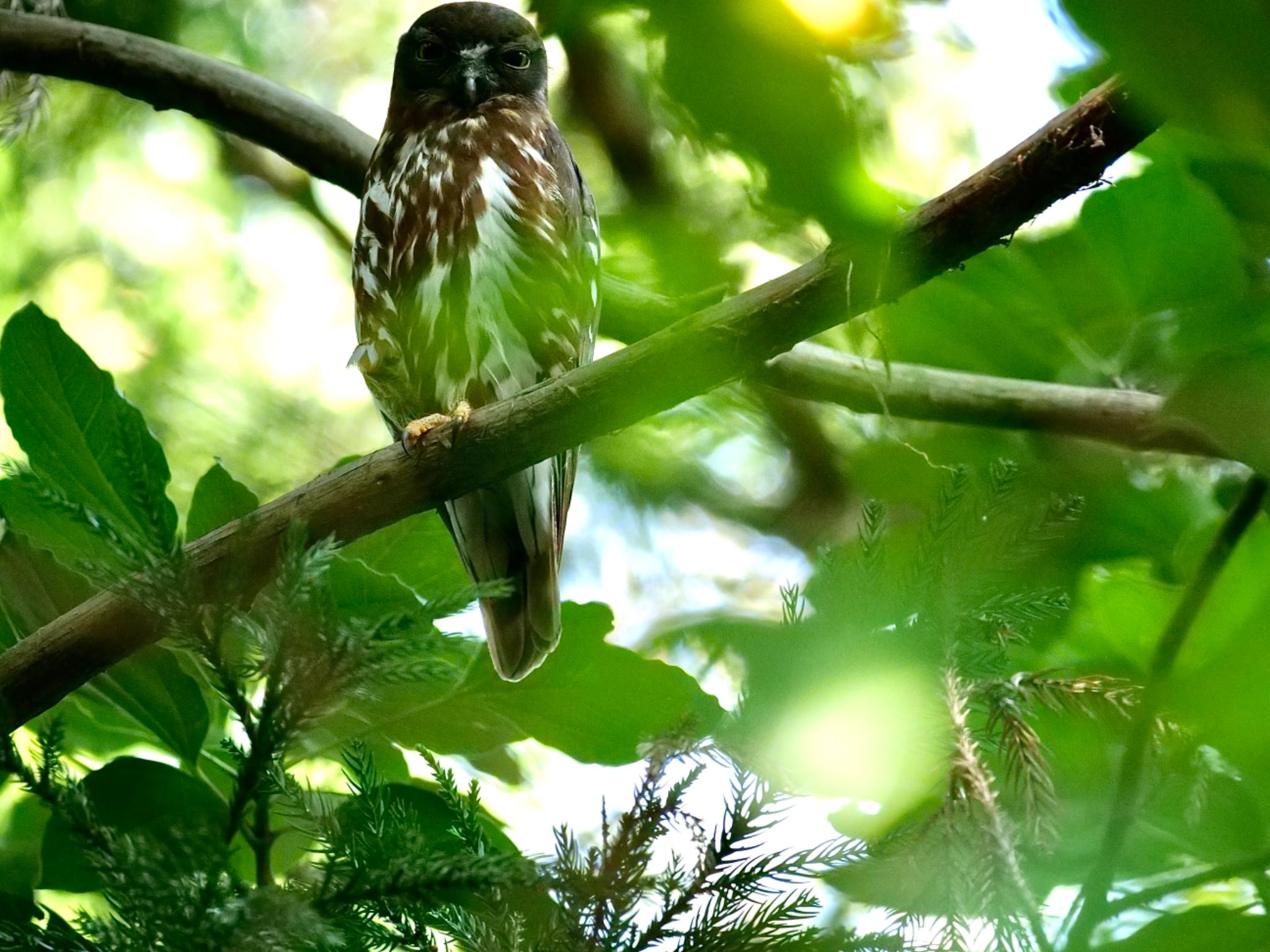 岡山県岡山市 アオバズクの写真 by OLD55