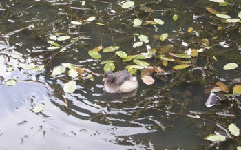 Little Grebe 五天山公園(札幌市西区) Sun, 7/11/2021