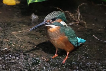 カワセミ 天和公園(台北) 2021年7月11日(日)