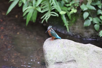 カワセミ 天和公園(台北) 2021年7月11日(日)