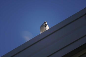 ハクセキレイ 大岡川 2017年2月3日(金)