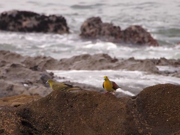 2021年7月11日(日) 大磯照ヶ崎海岸の野鳥観察記録