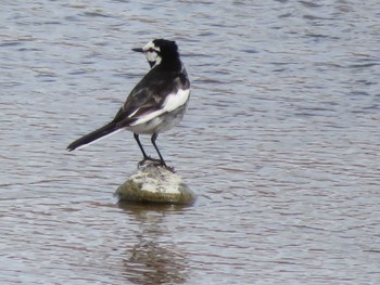 2021年7月11日(日) 豊平川の野鳥観察記録